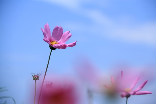 格桑花