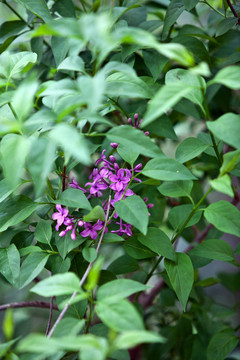 美麗的紫色丁香花在春天戶外