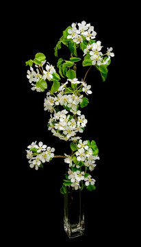 黑背景開花蘋果枝條