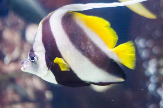 有條紋的熱帶魚