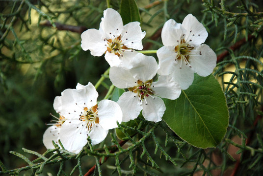梨樹(shù)開(kāi)花