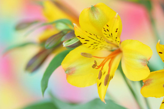 黃色的小百合花