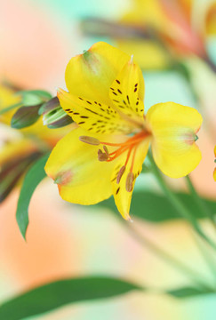 黃色的小百合花