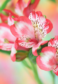 紅色的小百合花