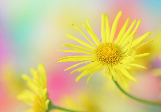 黃色的雛菊