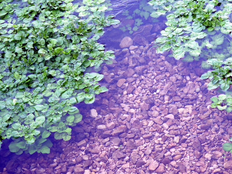 河里的水草