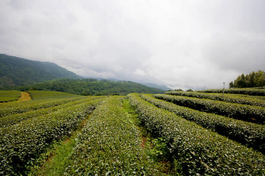 綠茶水平。