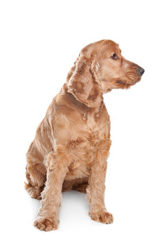 Brown cocker獵犬的狗