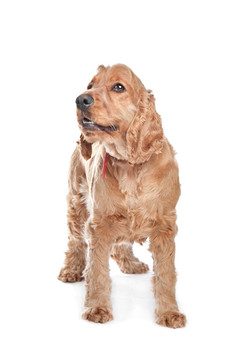 Brown cocker獵犬的狗