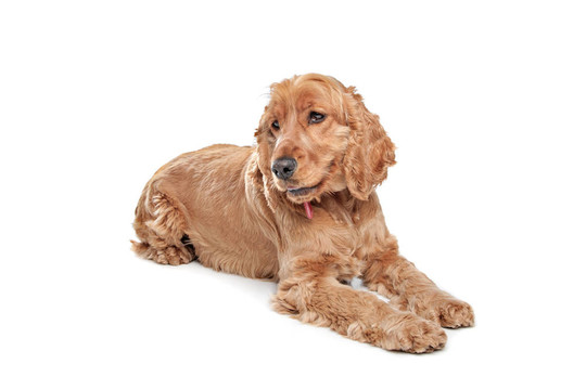 Brown cocker獵犬的狗