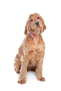 Brown cocker獵犬的狗