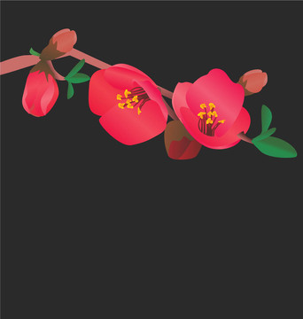 红色的花朵盛开的树图像在黑色背景