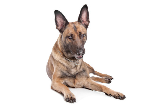 德國(guó)牧羊犬
