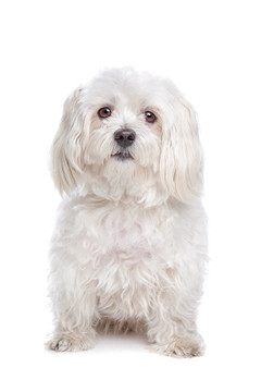 馬爾濟(jì)斯犬