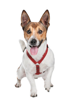 杰克羅素梗犬