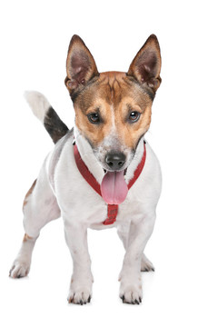杰克羅素梗犬