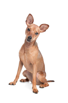 迷你杜賓犬