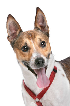 杰克羅素梗犬