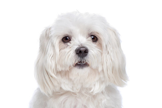 馬爾濟斯犬