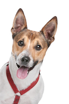 杰克羅素梗犬