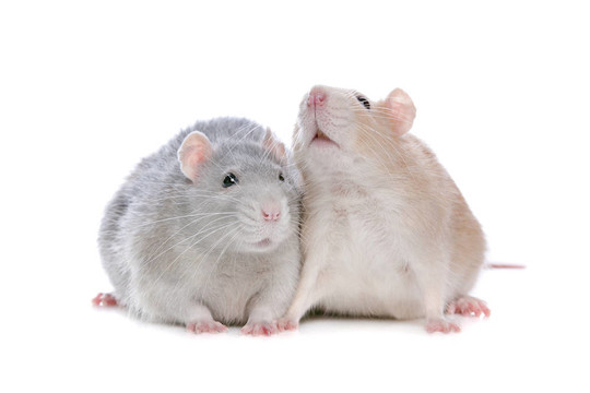 两大鼠