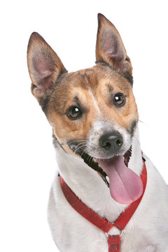 杰克羅素梗犬