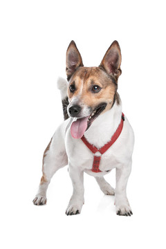 杰克羅素梗犬