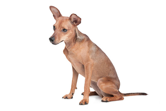 迷你杜賓犬