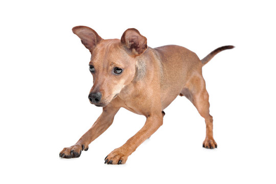 迷你杜賓犬