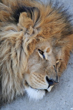 獅子頭