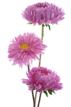 中國紫菀