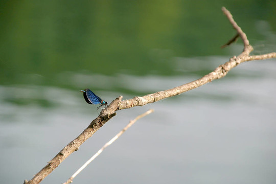 差翅亞目dragonfly1