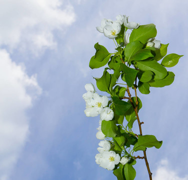 蘋果花的一個(gè)分枝