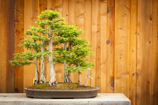 水松樹(shù)盆景林對(duì)木柵欄