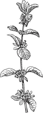 歐薄荷油或薄荷；復(fù)古雕刻