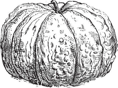 哈密瓜或甜瓜Cantalupensis；復(fù)古雕刻