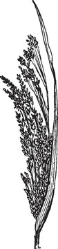 常見的小米、黍；復(fù)古雕刻
