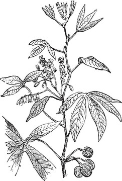 木薯或木薯；復(fù)古雕刻