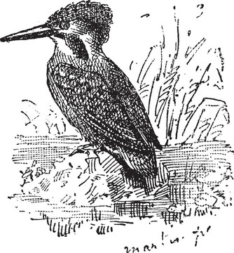 普通翠鳥、普通翠鳥；復(fù)古雕刻