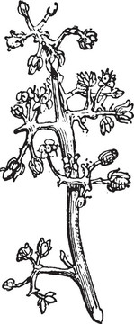 芒果或Mangifera sp.；復(fù)古雕刻