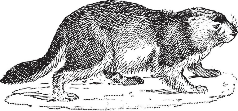 土撥鼠或Marmota sp.；復(fù)古雕刻
