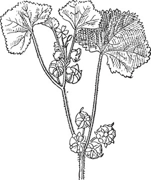 圓葉錦葵或Malva neglecta；復(fù)古雕刻