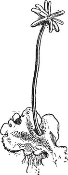 Marchantia或Marchantia sp.；復(fù)古雕刻