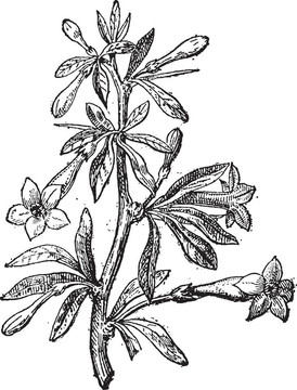 Wolfberry（枸杞的）或枸杞花和植物；復(fù)古雕刻。