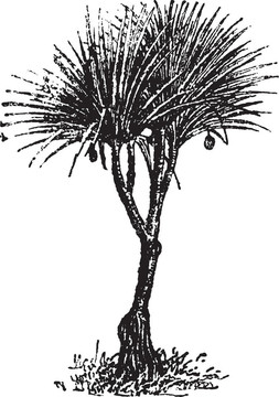 Vaquois（露兜樹(shù)candelabrume）；復(fù)古雕刻。