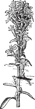 一枝或一枝菌；復(fù)古雕刻