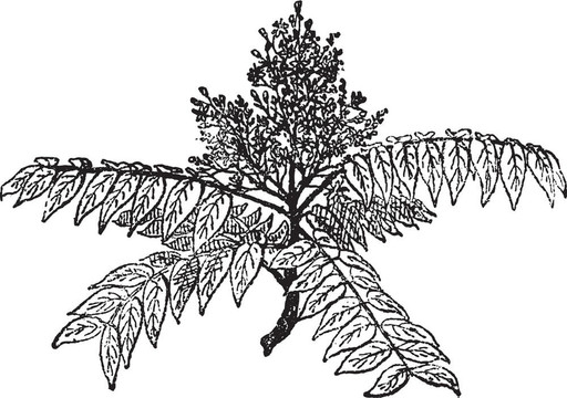 天堂或Ailanthus altissima樹(shù)；復(fù)古雕刻