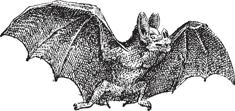 吸血鬼（phyllostoma譜）；復古雕刻。