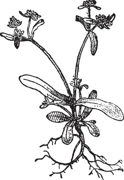 Valerianella（Valerianella olitoria）；復(fù)古雕刻。