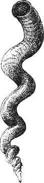 蠕蟲蝸?；騊etaloconchus adansoni；復古雕刻